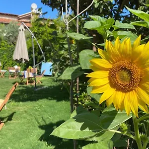 Otel Lemon-ada Butik, Kuşadası
